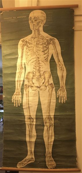  palios scholikos chartis -skeletos tou anthropou