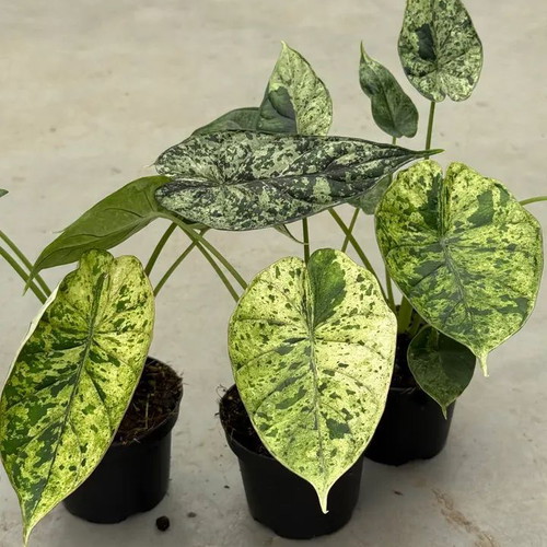 Alocasia Dragon Scale Mint new, well-rooted