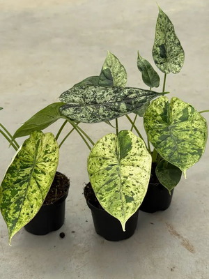 Alocasia Dragon Scale Mint new, well-rooted