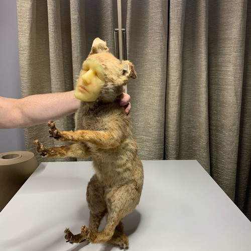 Vintage fox with wax human face used