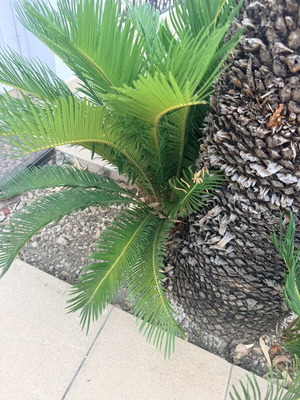 Cycas малки издънки за пресаждане нови