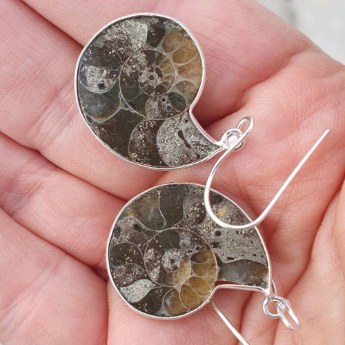 Ammonite slice earrings new, silver plated 925 sterling