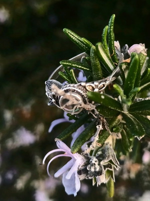 Silver ring 925 like new No 56