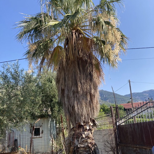 Washingtonia palm tree used, height 5-6 meters
