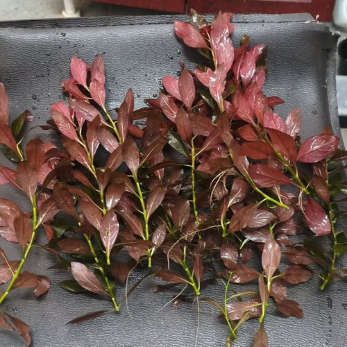 Aquarium plant pack new for easy setup