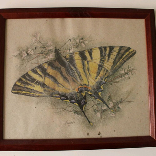Framed butterfly 34x29 like new, print