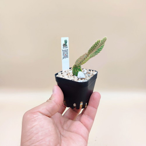 Opuntia microdasys cactus in plastic pot new