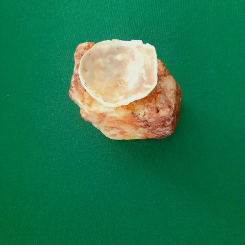 Stone and shell construction new, ring or earring holder