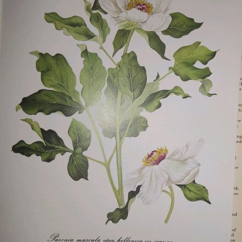 Peonies of Greece new book in English