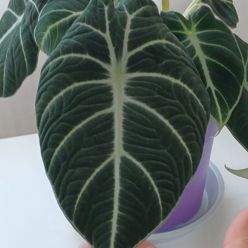 Alocasia Black Velvet plant, ready to bloom, 25cm height