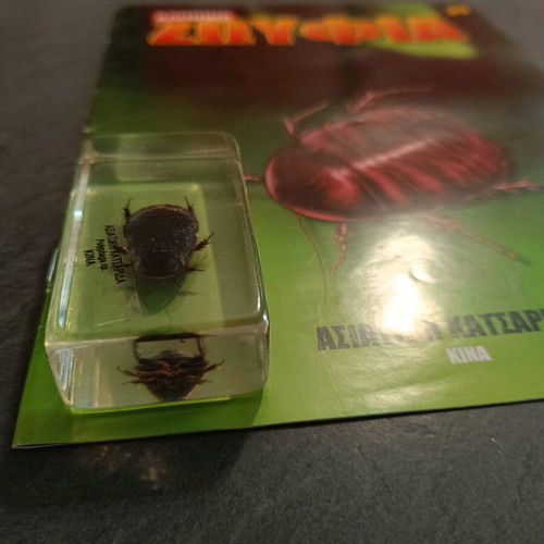 Real Insects Issue 29 used