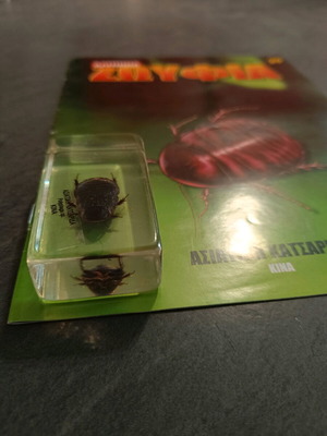 Real Insects Issue 29 used