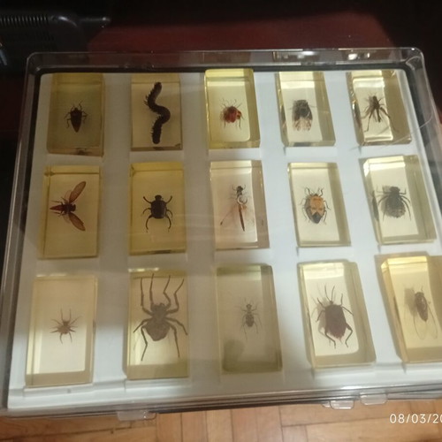 Insect display cases new, set of 4 with 53 insects in plexiglass
