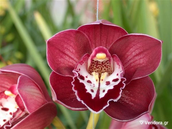  10 spori polichromi orchidea kimvidio