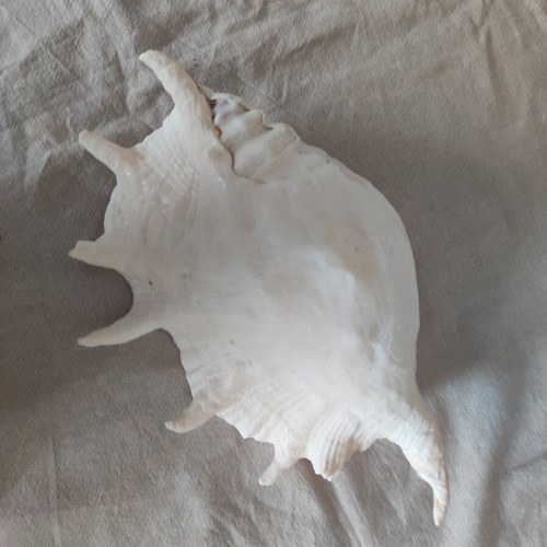 Lambis Truncata shell new, 29 cm length