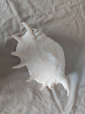 Lambis Truncata shell new, 29 cm length