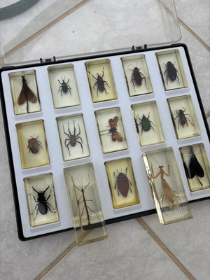 National Geographic 15 preserved insects collection