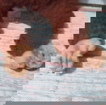  Vintage μοχερ λουτρινο Μαιμουδακι Mohair Monkey Indiana Schuco