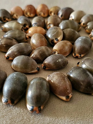 Mini pig-shaped shells like new, pack of 42