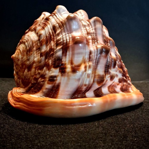 Cypraecassis rufa shell new, tropical bullmouth cameo specimen