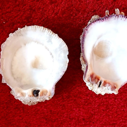 Spondylus Gaederopus Seashell used, Mediterranean bivalve