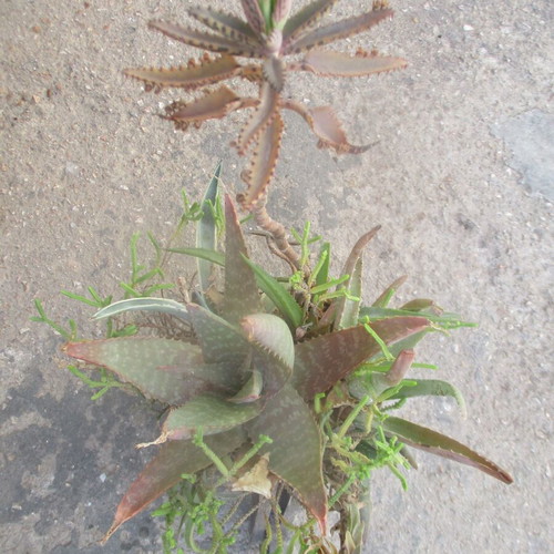 Succulents in wooden chocolate-colored cart new