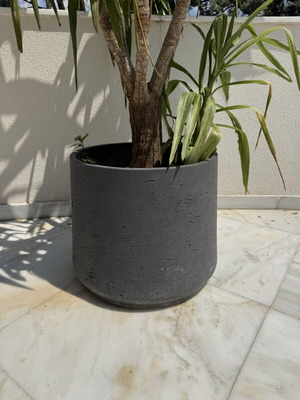 Gray concrete planter used
