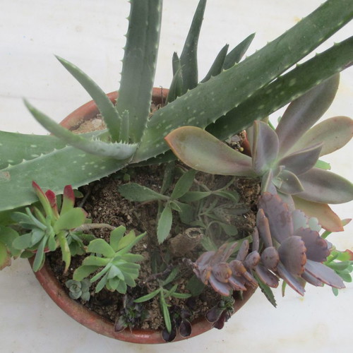 Succulents in clay pot new