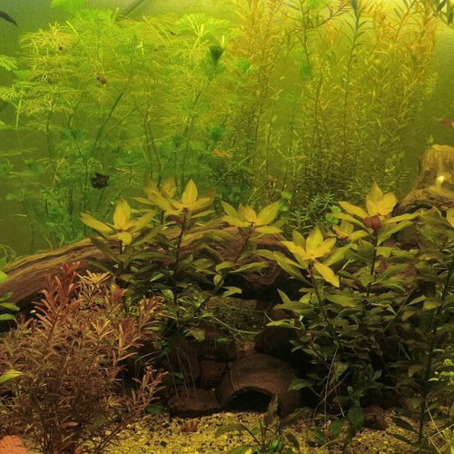 Aquarium plant pack new for easy setup
