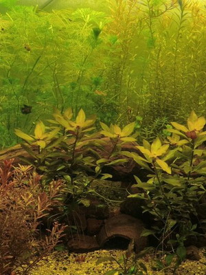 Aquarium plant pack new for easy setup