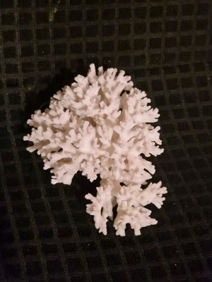 Φυσικό κοράλλι σαν καινούργιο 15×10cm