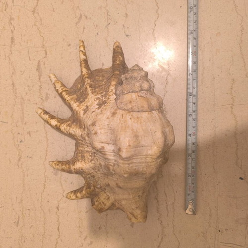 Natural shell used in good condition