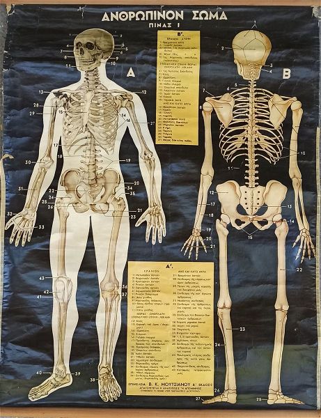  scholikos chartis skeletos - anthropino soma