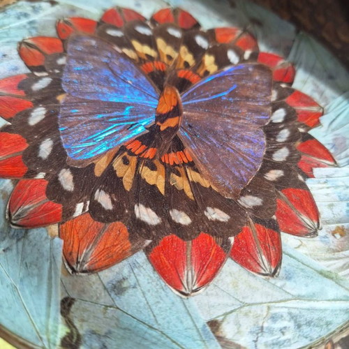 Decorative trays with real butterflies new, 70-year-old heirloom set of 2