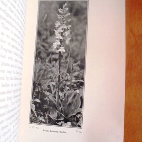 Wild Flowers Month by Month in Their Natural Haunts used, two volumes