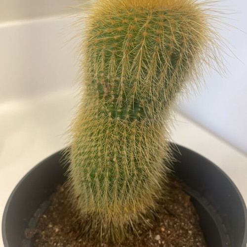Cleistocactus cactus 11cm height new