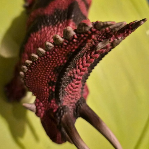 Schleich Pentaceratops dinosaur figure like new
