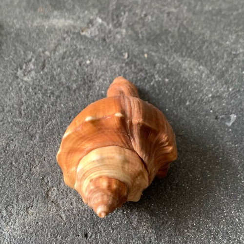 Shell used, as shown