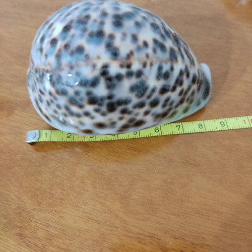 Natural Cyprus tiger shells new, set of 2 pieces