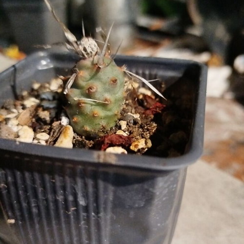 Tephrocactus articulatus var. papyracanthus cactus new in 8cm greenhouse pot