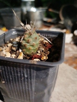 Tephrocactus articulatus var. papyracanthus cactus new in 8cm greenhouse pot