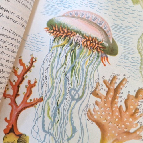 Zoology used, first edition 1950 by Panagiotis G. Tsilithras