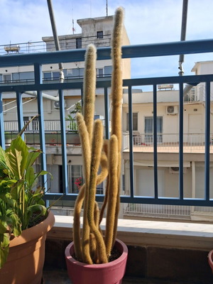 Κάκτος Cleistocactus strausii μεταχειρισμένος, ύψος 85 εκ. με γλάστρα