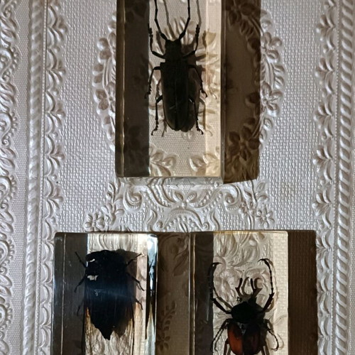 Insects used in hard resin, set of 3 pieces