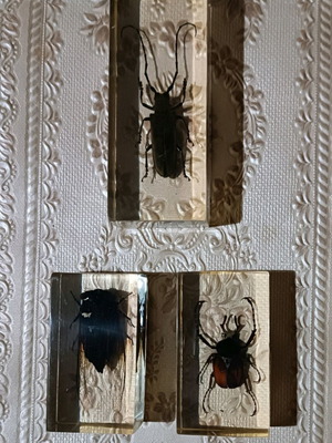 Insects used in hard resin, set of 3 pieces
