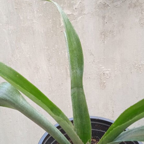 Bilbergia Nutans tropical plant new with pink flowers