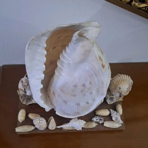Decorative seashell composition used, wooden base