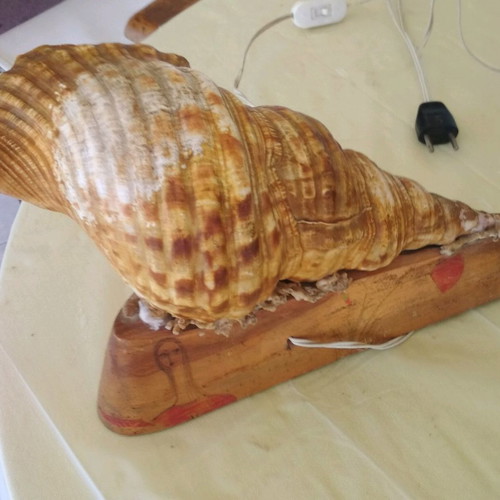 Vintage shell lamp used with wooden base