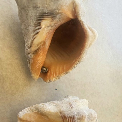 Fossil shells like new, jar with 27 pieces