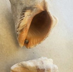 Fossil shells like new, jar with 27 pieces